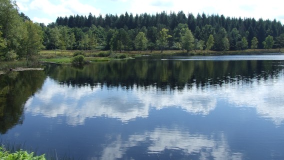 Tourbière de la route élevée - 1