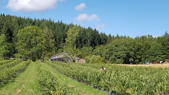 Cueillette de myrtilles en saison - 1