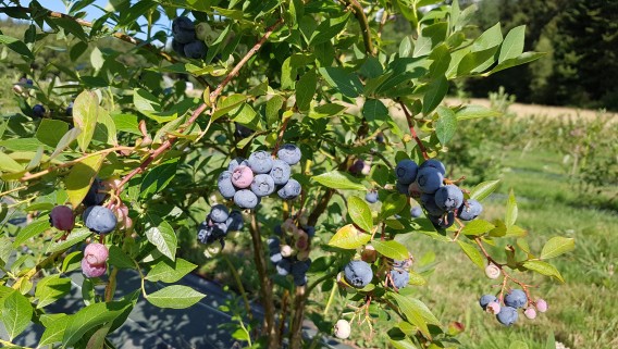 Cueillette de myrtilles en saison - 2