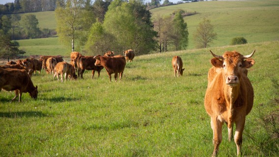La race bovine - limousine - 1