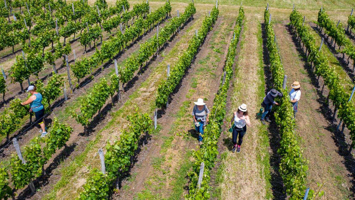 Picnic in the vines - 1