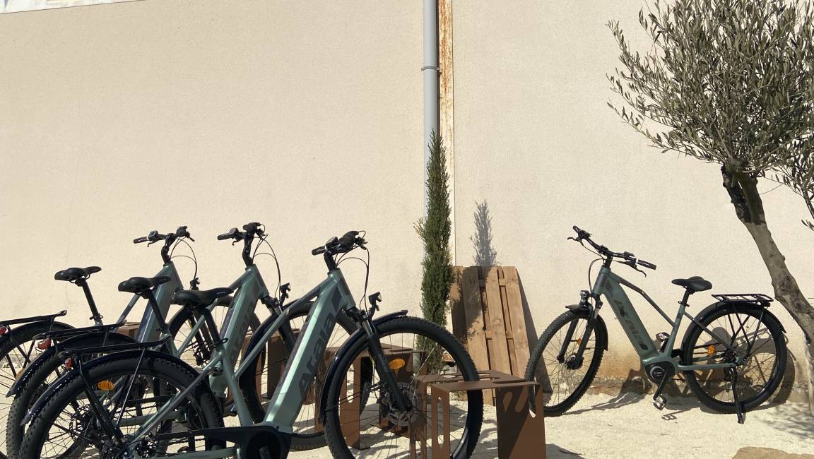 Local Discovery Trail - Vines - 1