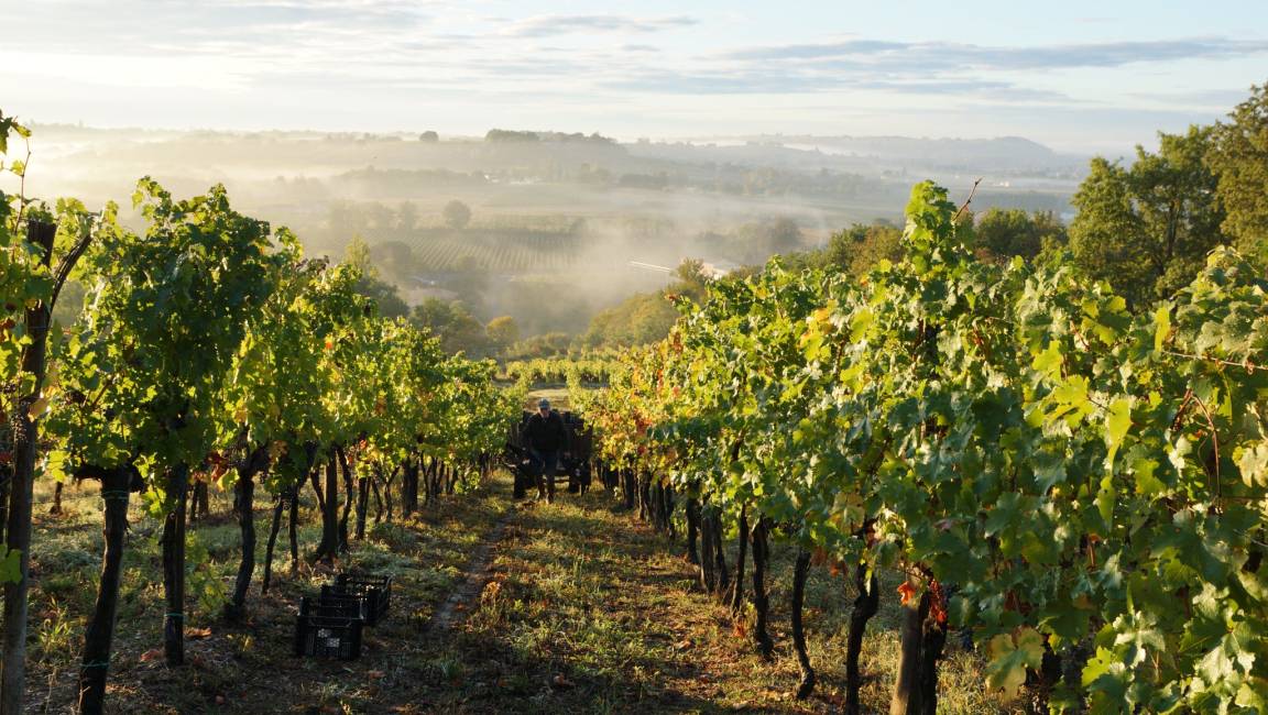 Between Château Vieille Tour and Château Réaut - 1