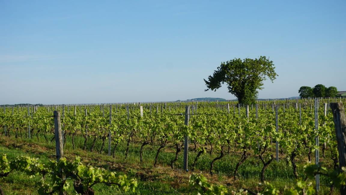 A walk in Petite Champagne - 1