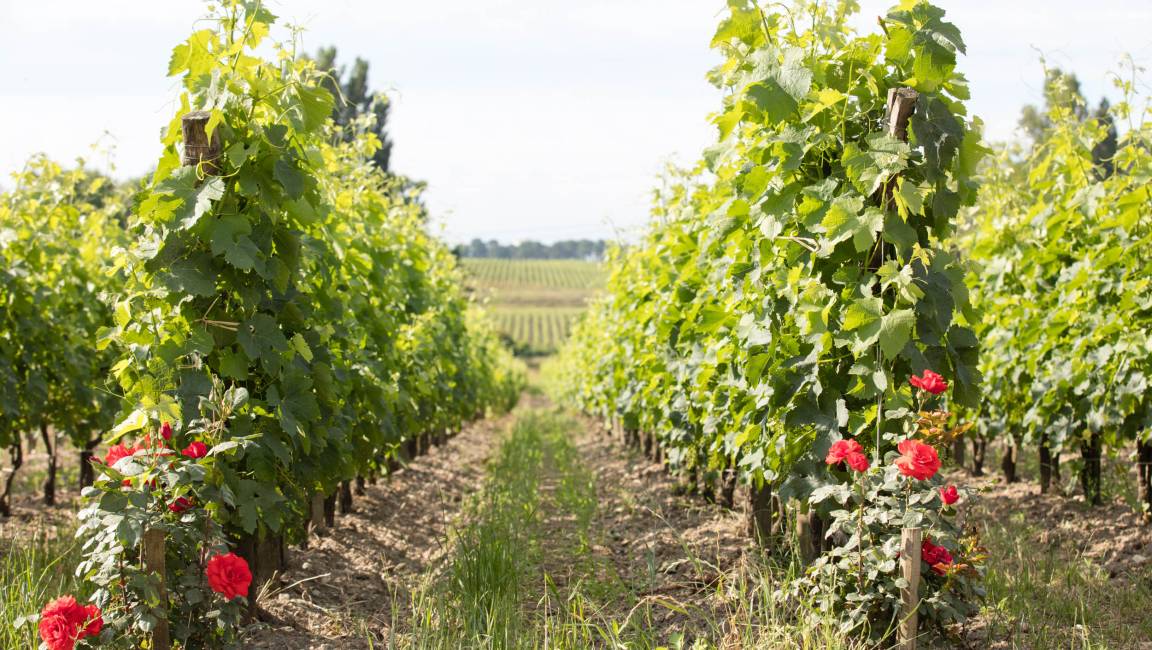 A life-size walk! - 1