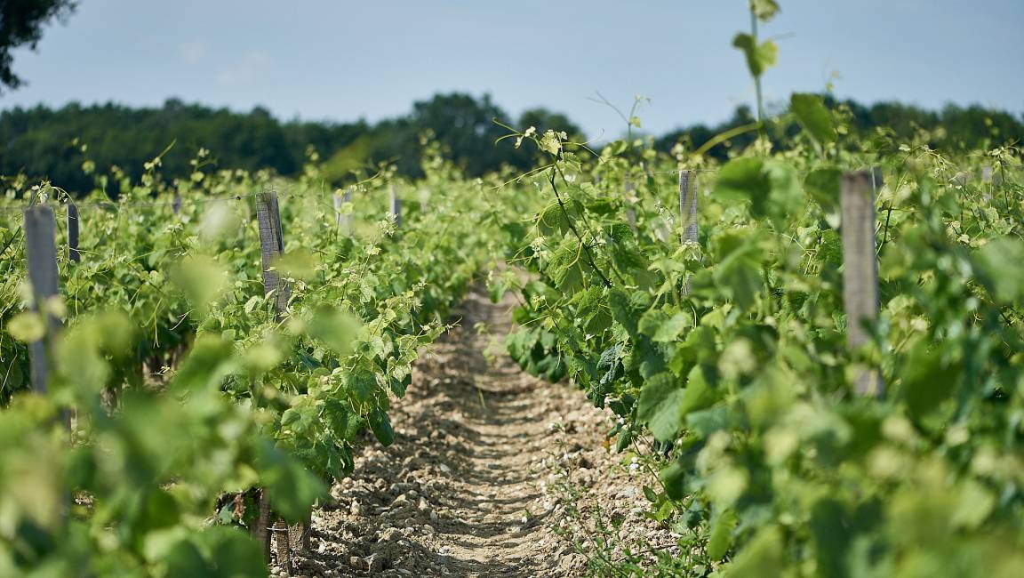 Walking tour : In Desmirail, in the footsteps of Denis Lurton - 1