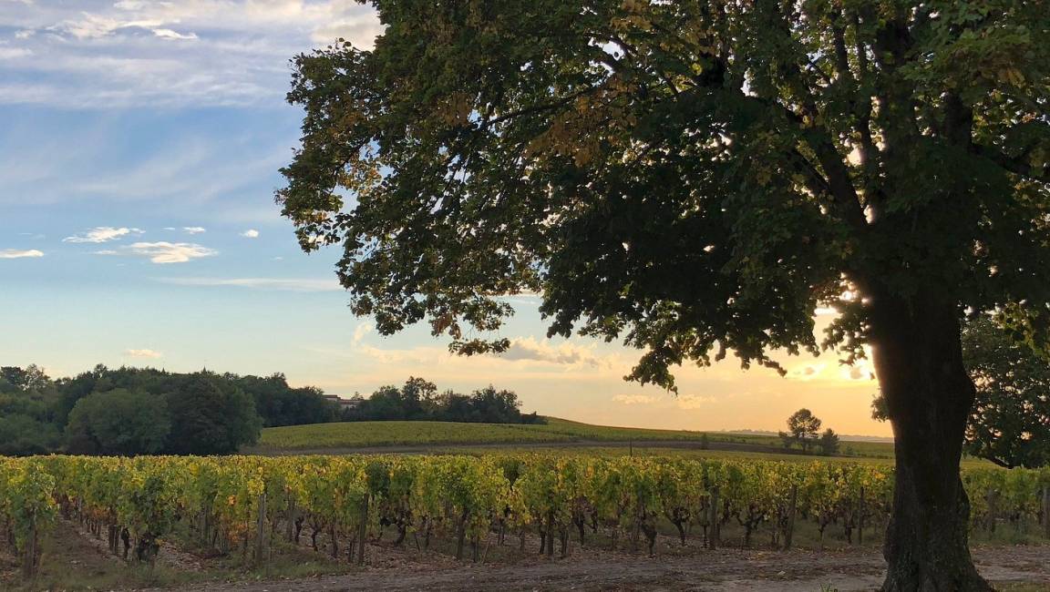 Parcours pédestre au Château Sigalas Rabaud - 1