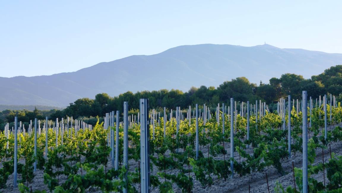 Winegrower's walk in the shadow of the Giant of Provence - 1