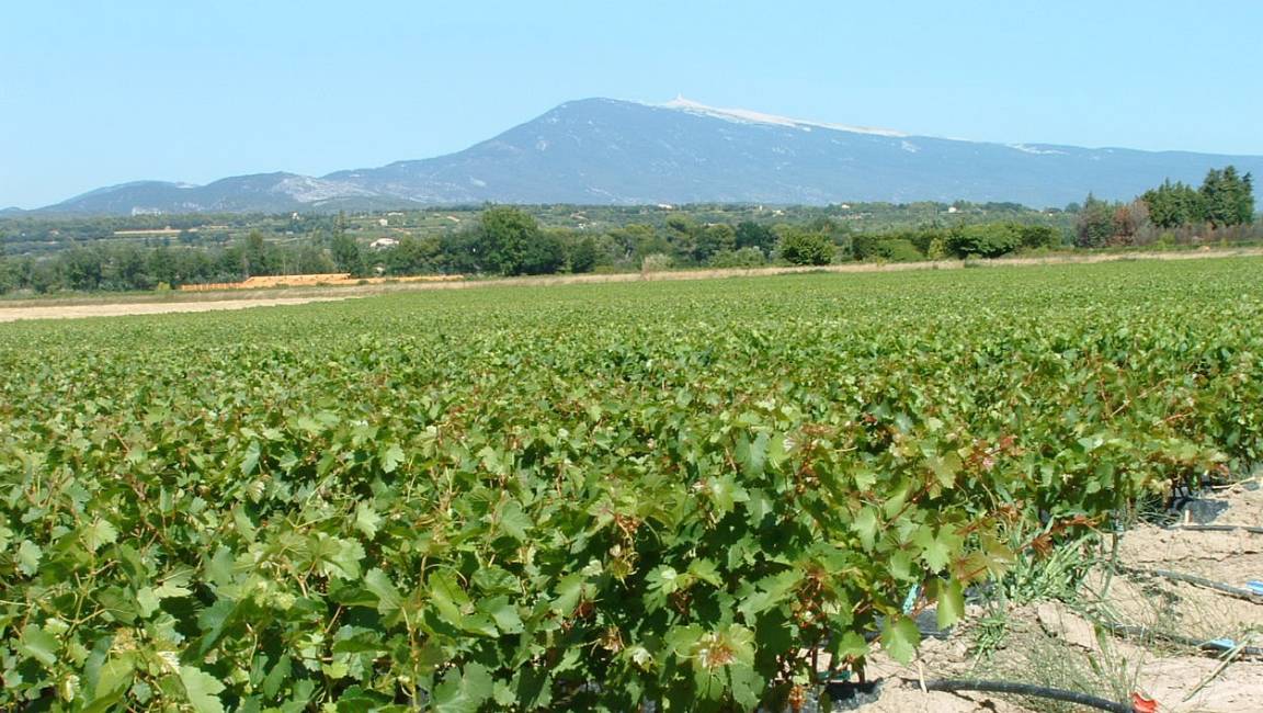 Wine tour of a family estate - 1