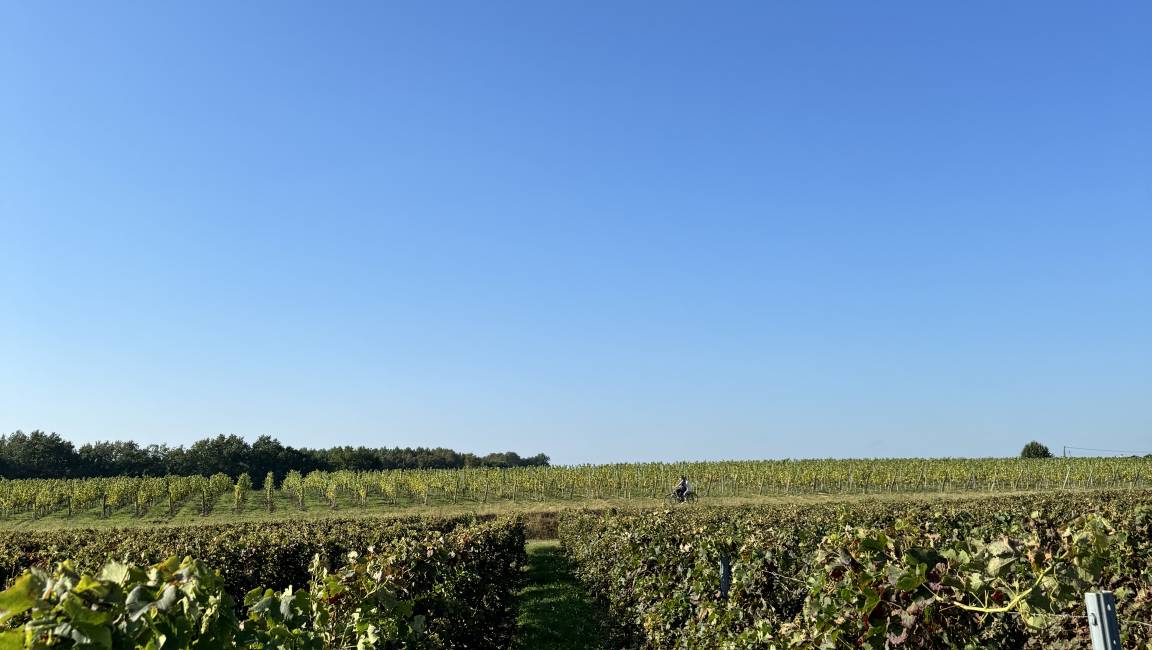 In the garden of the vineyard house - 1