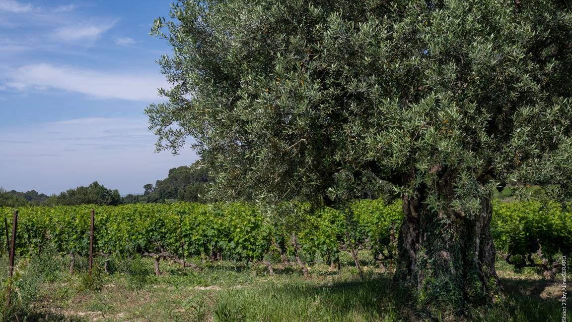 In the footsteps of the Bernardins - 1