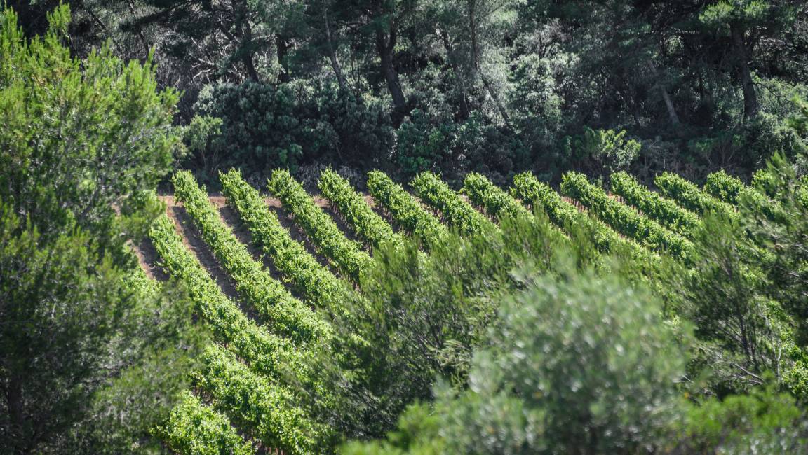 Le pied vigneron - 1