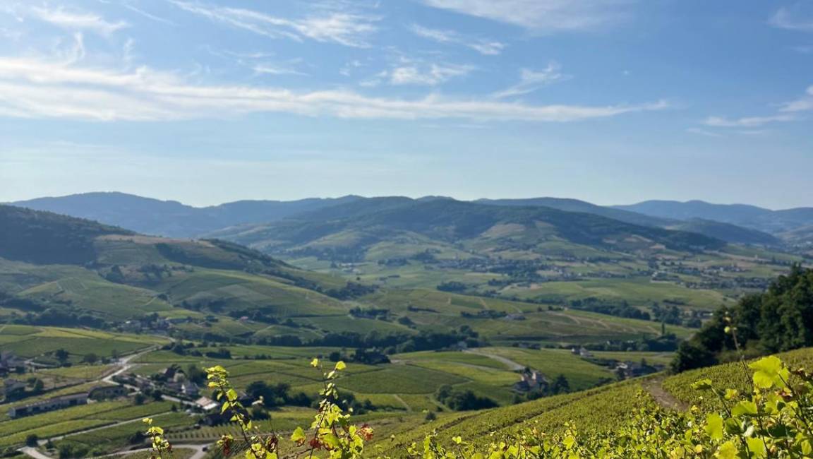 A bucolic stroll in Brouilly - 1