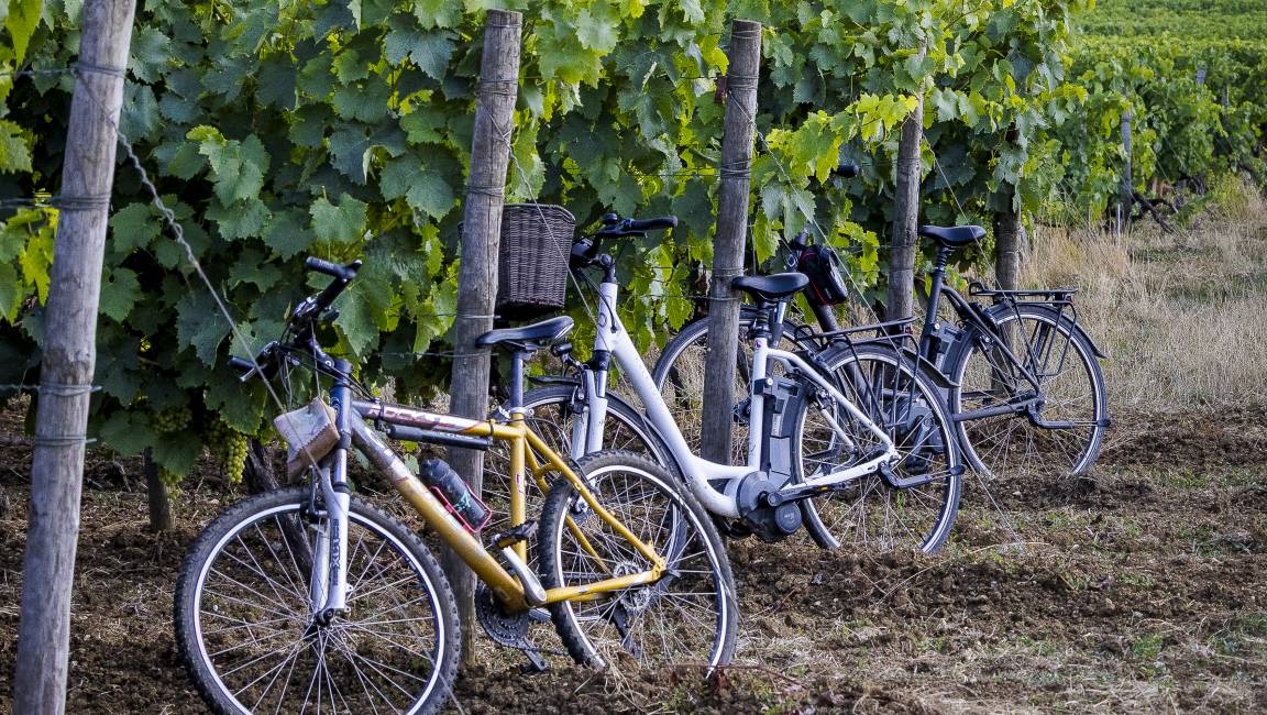 Voyage dans le vignoble, entre temps et terroir, à vélo - 1