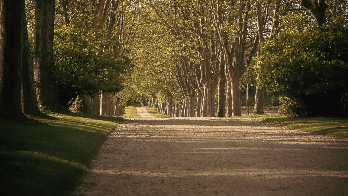 Walk between vineyards and forest - 1