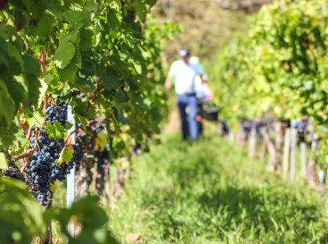 The history of Vignobles Bardet