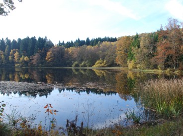 Boucle courte Broussas - Faux