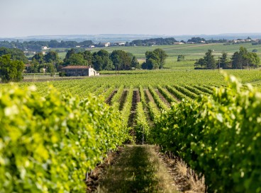Vineyard Destination