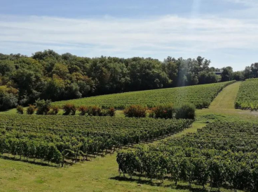 Landscape walks in Entre-deux-Mers