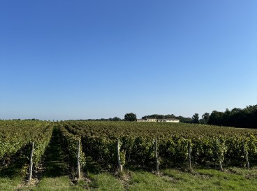 In the garden of the vineyard house