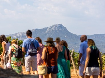 Wine-growing experience