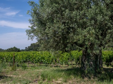 In the footsteps of the Bernardins