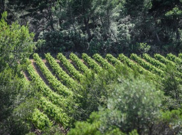 The winegrower's kick