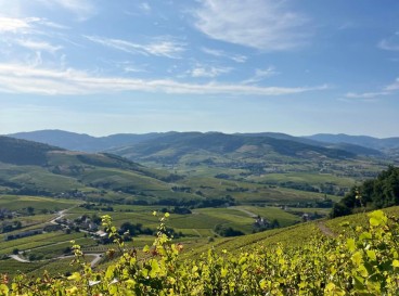 A bucolic stroll in Brouilly