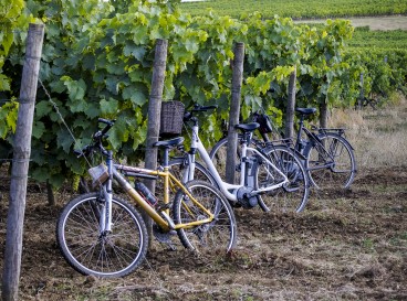 Voyage dans le vignoble, entre temps et terroir, à vélo