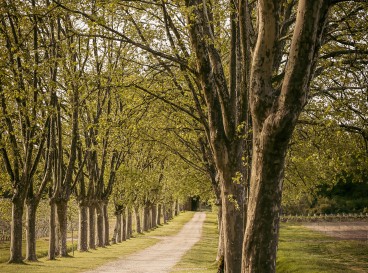 Balade entre Vignes et Forêt