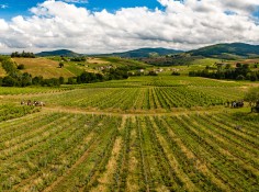 Domaine Frédéric Berne