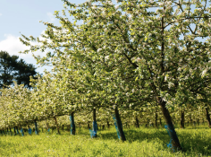 Les Vergers de Kermabo