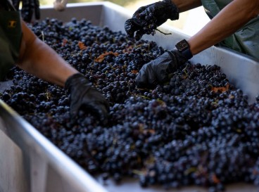 Participez aux vendanges dans le vignoble